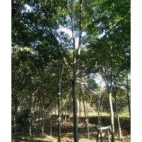 欒樹(shù)苗圃南京欒樹(shù)各種規(guī)格價(jià)格是多少