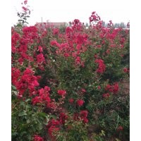 精選紫薇貨源，暢購無憂，好貨價低