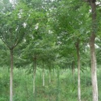 美國(guó)紅楓五角楓