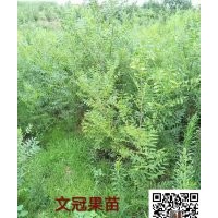 出售文冠果苗**山西文冠果苗多少錢一棵