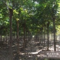 2公分北欒，3公分北欒，4公分北欒