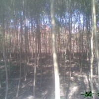 國(guó)槐 國(guó)槐基地 國(guó)槐小苗