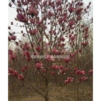 紅玉蘭,白玉蘭,,廣玉蘭,辛夷，嬌紅一號(hào)