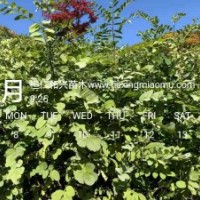 遼寧刺槐樹(shù)苗東北刺槐苗圖片遼寧刺槐苗刺槐小苗價(jià)格五角楓圖片