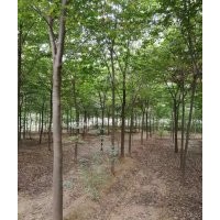 現供應6-10公分紅櫸