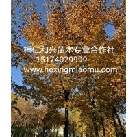 供應(yīng)遼寧五角楓遼寧刺槐苗遼寧燈臺(tái)子