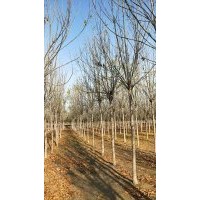 白蠟 國(guó)槐 金絲垂柳