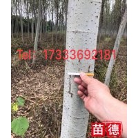 供應(yīng)米徑5---16cm新疆楊