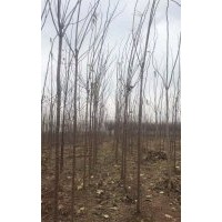 5公分楸樹(shù) 處理20000棵