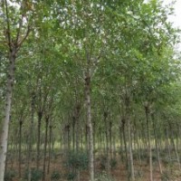 供應(yīng)8-12公分白蠟