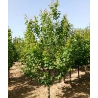 八棱海棠8公分清地