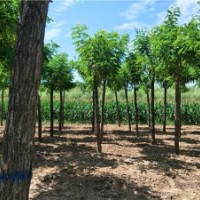 12公分紅花刺槐