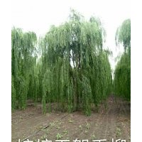 嫁接無絮垂柳