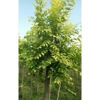 出售，金葉榆樹，