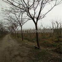 苦楝產(chǎn)地直銷5-12公分，都是精品低價苗