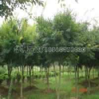 雞爪槭產(chǎn)地直銷雞爪槭苗，品種優(yōu)、售價(jià)低