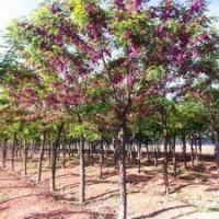 供應(yīng)香花槐