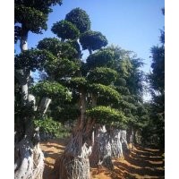 漳浦綠源花木造型小葉榕樁頭金錢榕樹樁三角梅上半年價格