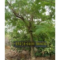 藍(lán)花楹..質(zhì)優(yōu)價(jià)廉，基地直銷，種植基地，量大從優(yōu)，采購(gòu)中心，大