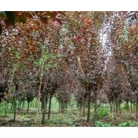 河北太陽李 保定太陽李 定興縣太陽李3-8公分