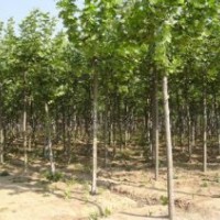 目前8公分精品梧桐樹(shù)報(bào)價(jià)是多少