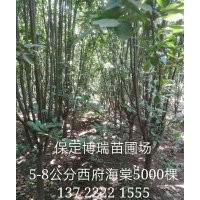 10公分西府海棠價(jià)格，15公分國(guó)槐報(bào)價(jià)，紅楓基地