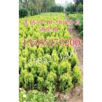 灑金柏價(jià)格表高度30-40公分灑金柏色塊苗灑金柏球