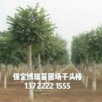 千頭椿價(jià)格，紅葉椿報(bào)價(jià)，金葉榆基地，河北龍爪槐