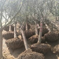 江蘇苗圃5公分紅楓的價格，苗源充足