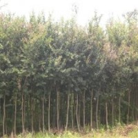 產地直銷3公分的紫薇花，大量貨源