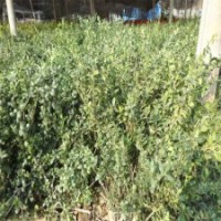 冠幅80公分龜甲冬青球，現(xiàn)價55元