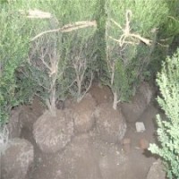 40公分高龜甲冬青苗的批發(fā)價(jià)格