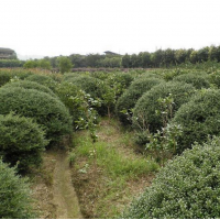 多高的龜甲冬青苗移栽成活率高？