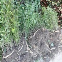 冠幅100公分棣棠球的批發(fā)價格_產(chǎn)地直銷