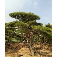 供應(yīng)造型泰山景松，樹形好
