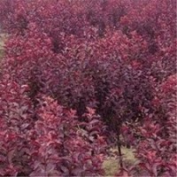 供應(yīng)紫葉李，紫葉李小苗，各種規(guī)格紫葉李