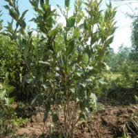 100公分高紅王子錦帶花的批發(fā)價格