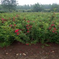 江蘇紅王子錦帶的銷售市場是怎樣的？