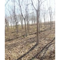 安徽合肥供杜英、楓香、楓楊、香椿、臭椿、苦楝等