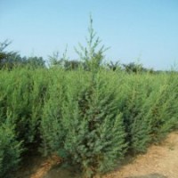 江蘇基地50公分高刺柏的價(jià)格
