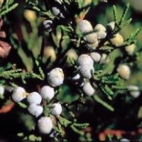 60公分鉛筆柏的裝車價(jià)格