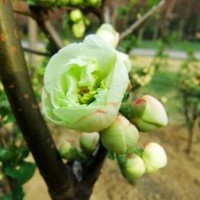 綠梅與紅梅哪個好養(yǎng)，價格又低？