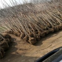 產(chǎn)地直銷2公分丁香花苗，低價出售