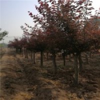 基地12公分美人梅樹的報價，物美價廉