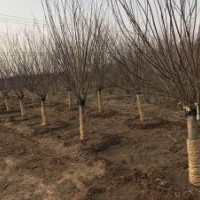 3公分美人梅批發(fā)價(jià)格是10元，大量貨源