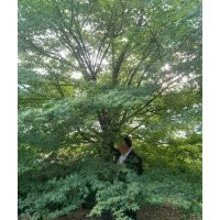 大規(guī)格雞爪槭紅梅紅楓櫻花海棠桂花紅葉李出售