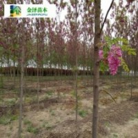 河北香花槐,,哪里有香花槐,,香花槐報價