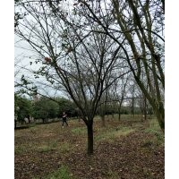 供大規(guī)格早櫻晚櫻7公分到24公分晚櫻普賢像