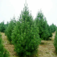 雪松3.5米400棵,4米300可,5米200棵