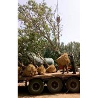 八棱海棠之鄉(xiāng) 海棠樹夏季移植成活方法